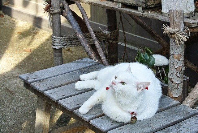 「猫侍」ヒット御礼 主人公ネコの秘蔵写真を一挙公開！ - 画像9