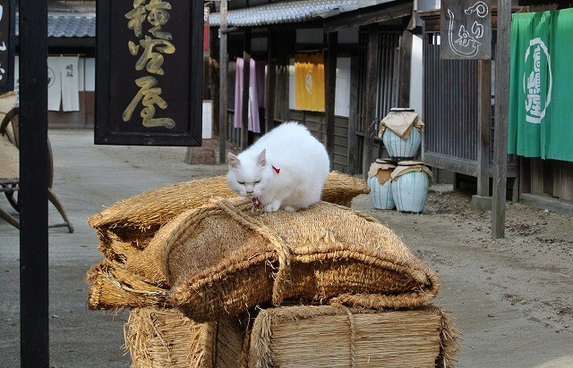 「猫侍」ヒット御礼 主人公ネコの秘蔵写真を一挙公開！ - 画像10