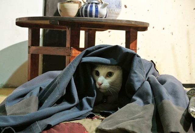 「猫侍」ヒット御礼 主人公ネコの秘蔵写真を一挙公開！ - 画像12