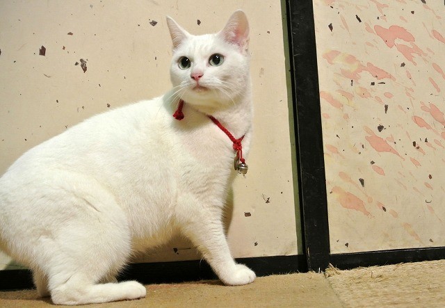 「猫侍」ヒット御礼 主人公ネコの秘蔵写真を一挙公開！ - 画像13