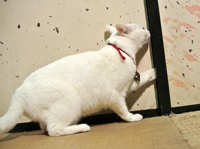 「猫侍」ヒット御礼 主人公ネコの秘蔵写真を一挙公開！ - 画像14