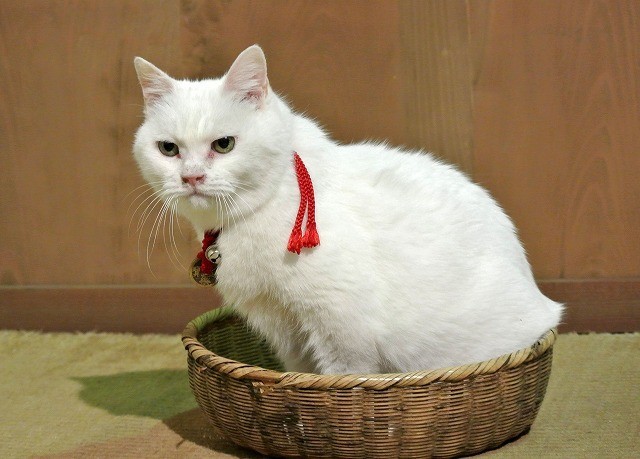 「猫侍」ヒット御礼 主人公ネコの秘蔵写真を一挙公開！ - 画像16
