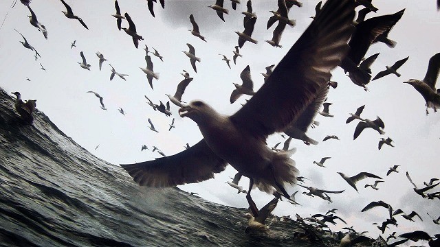 未知の映像体験！漁船漁業の様子を極小カメラで捉えたドキュメンタリー予告