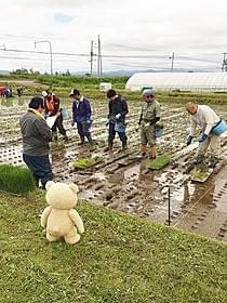 田んぼアートを見つめるお下品テディベア、テッド「テッド」