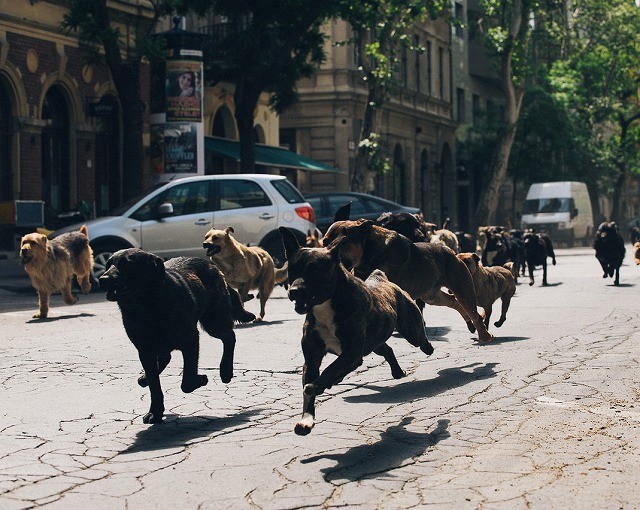 250匹の犬がブダペストの街を全力疾走！「ホワイト・ゴッド」予告編