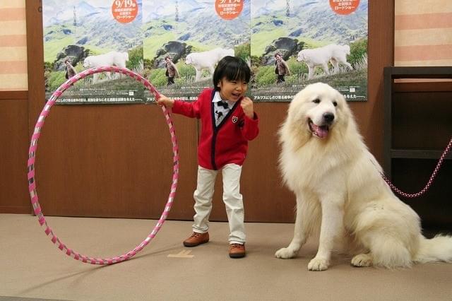 寺田心くん、体重3倍の大型犬に振り回され大慌て！