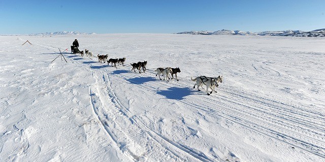 厳冬の地で活躍するアラスカの犬ぞり