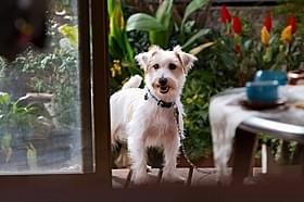 平田家の騒動を目撃する飼い犬・トト「家族はつらいよ」