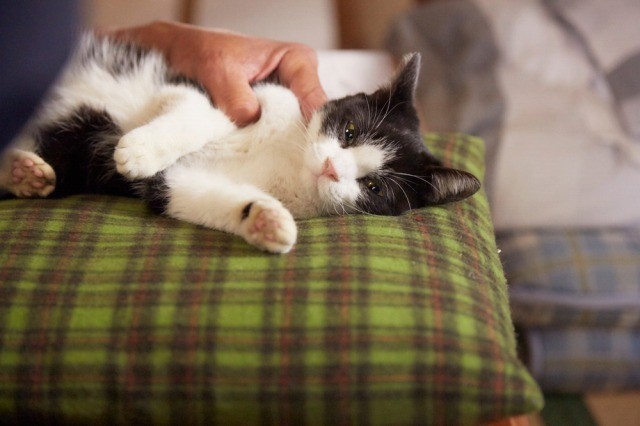 可愛すぎる姿に癒される「猫なんかよんでもこない。」主役ネコオフショット一挙公開 - 画像3