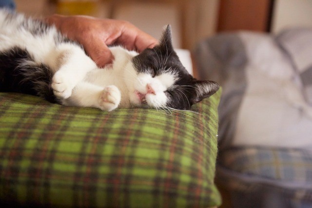 可愛すぎる姿に癒される「猫なんかよんでもこない。」主役ネコオフショット一挙公開 - 画像4