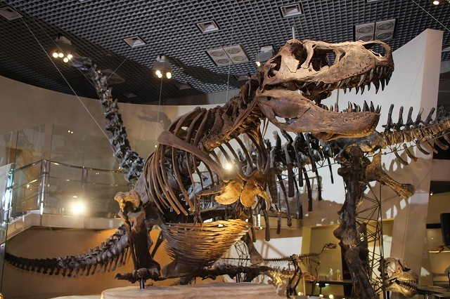 ピクサー最新作のピーター・ソーン監督、18メートルの恐竜化石と対面し大感激！ - 画像7