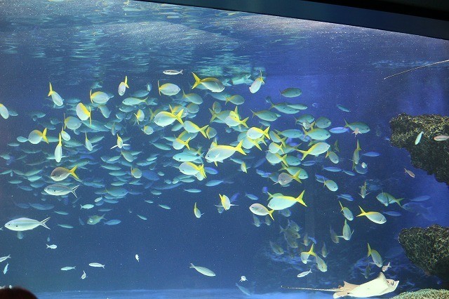 八代亜紀の歌声に誘われ水族館の魚も「ファインディング・ドリー」大ヒットを祝福 - 画像6