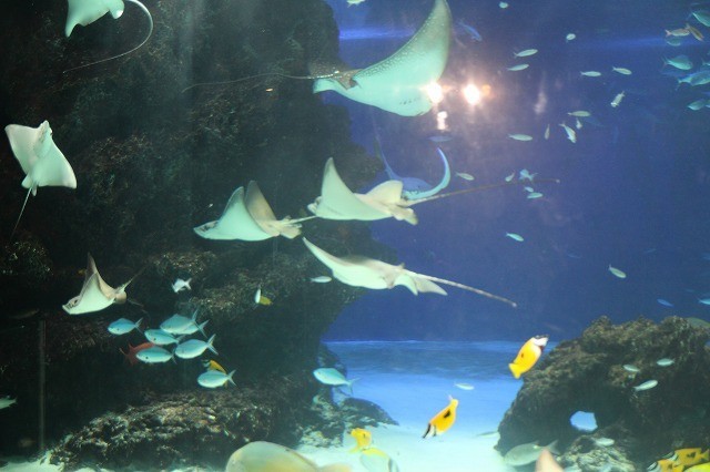 八代亜紀の歌声に誘われ水族館の魚も「ファインディング・ドリー」大ヒットを祝福 - 画像7