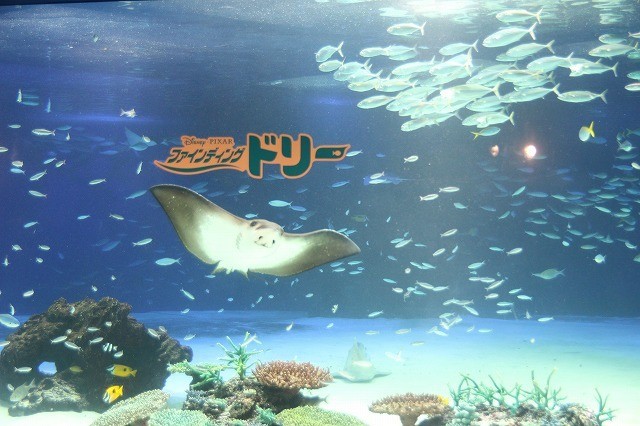八代亜紀の歌声に誘われ水族館の魚も「ファインディング・ドリー」大ヒットを祝福 - 画像8