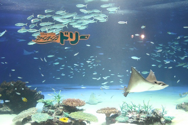 八代亜紀の歌声に誘われ水族館の魚も「ファインディング・ドリー」大ヒットを祝福 - 画像9
