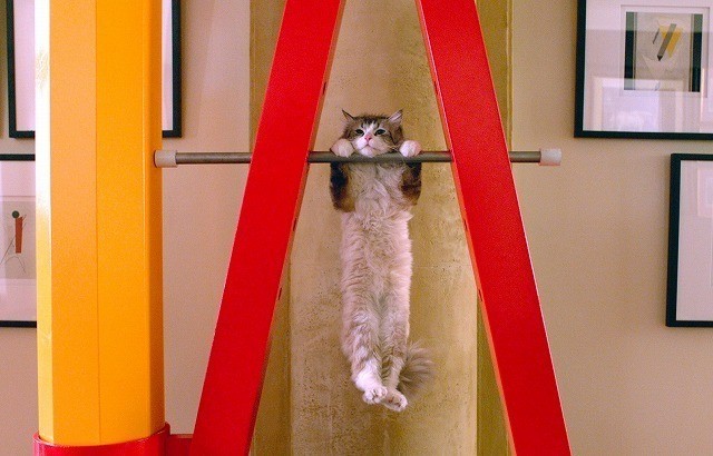 ケビン・スペイシーが猫になっちゃった！「メン・イン・キャット」日本公開は11月25日 - 画像3