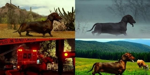 トッド・ソロンズの子犬物語 [DVD] Amazon.co.jp: トッド・ソロンズの子犬物語 [DVD] : ダニー