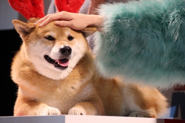 吉田沙保里、初対面の人気犬・柴犬まるにメロメロ「むっちゃかわいいー！」 - 画像2