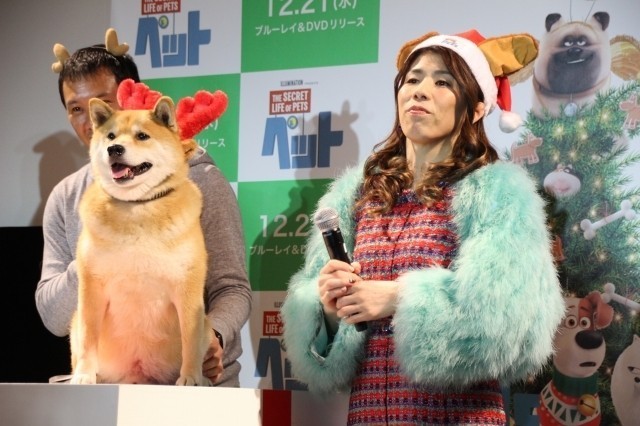 吉田沙保里、初対面の人気犬・柴犬まるにメロメロ「むっちゃかわいいー！」