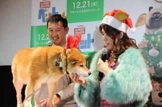 吉田沙保里、初対面の人気犬・柴犬まるにメロメロ「むっちゃかわいいー！」