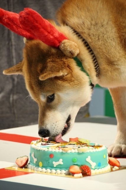 吉田沙保里、初対面の人気犬・柴犬まるにメロメロ「むっちゃかわいいー！」 - 画像10