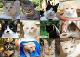猫界の名バイプレイヤー12匹結集！実写「ねこあつめの家」“メインキャット”発表