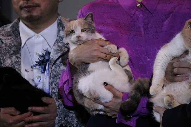 伊藤淳史「ねこあつめの家」でのネコたちの名演技に脱帽 - 画像7
