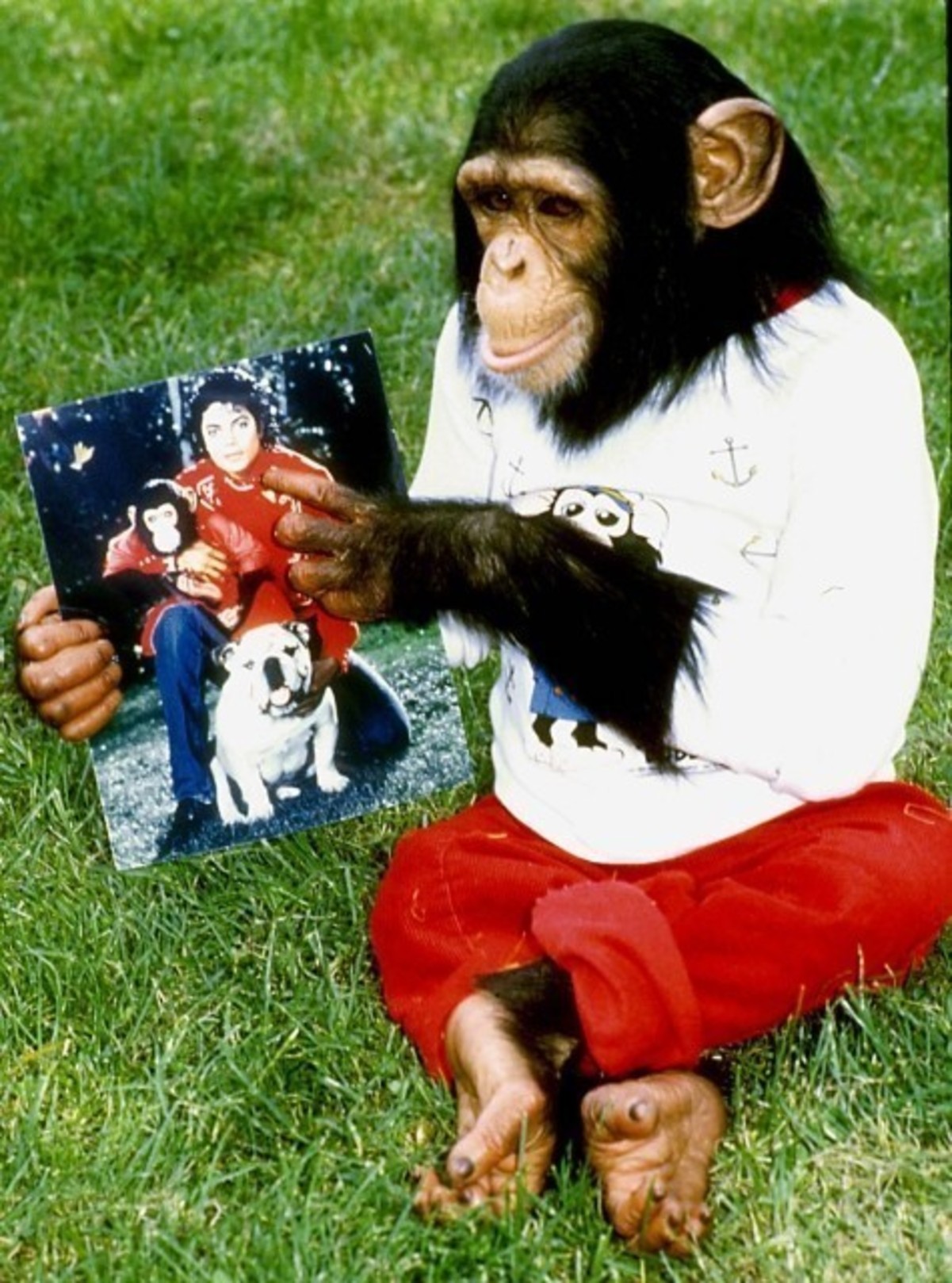 マイケル ジャクソンのチンパンジーを題材にしたアニメ バブルス をnetflix獲得 映画ニュース 映画 Com