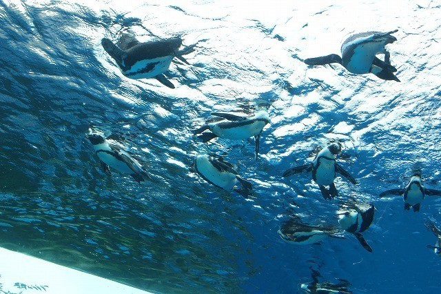 「モアナ」屋比久知奈“空飛ぶペンギン”に感激 - 画像6