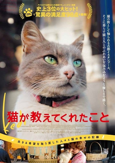 トルコの古都で暮らす野良ネコ7匹映すドキュメンタリー映画、日本は11月公開！