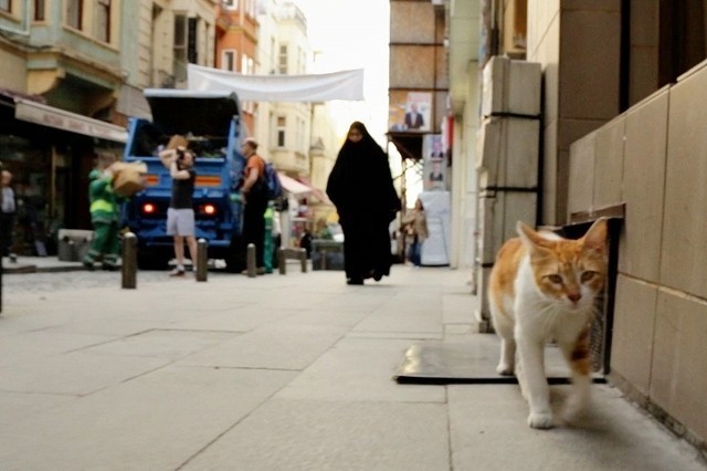 トルコの古都で暮らす野良ネコ7匹映すドキュメンタリー映画、日本は11月公開！ - 画像5