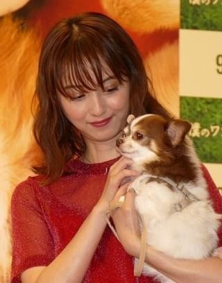 愛犬家・佐々木希、「僕のワンダフル・ライフ」に「とにかく泣きました」