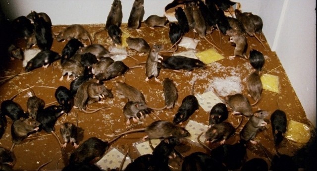 閲覧注意！ ネズミの大群を投入した幻の動物パニック映画「ウイラード」名演動画公開 - 画像8
