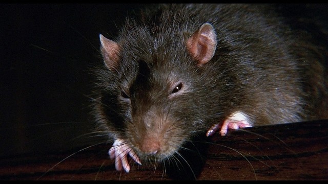 閲覧注意！ ネズミの大群を投入した幻の動物パニック映画「ウイラード」名演動画公開 - 画像1
