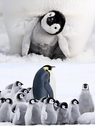 アカデミー賞ドキュメンタリー12年ぶりの続編「皇帝ペンギン ただいま」予告編公開
