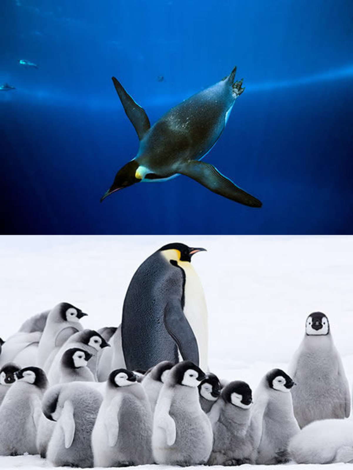 皇帝ペンギン ただいま が 南極海史上最長 最深 の水中撮影を実現していた 映画ニュース 映画 Com