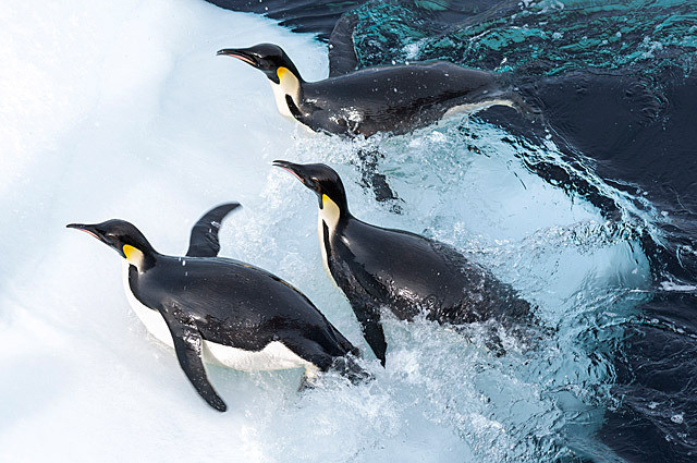 南極海“史上最深”で泳ぐペンギンを撮影成功！「皇帝ペンギン」水泳映像公開