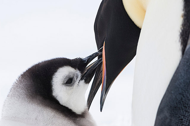 極寒の南極で育まれる、ペンギンの熱い親子愛