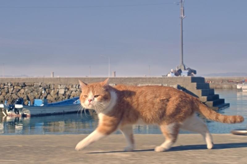 猫好き 悶絶必至 ねことじいちゃん 秘蔵カット全網羅 映画ニュース 映画 Com