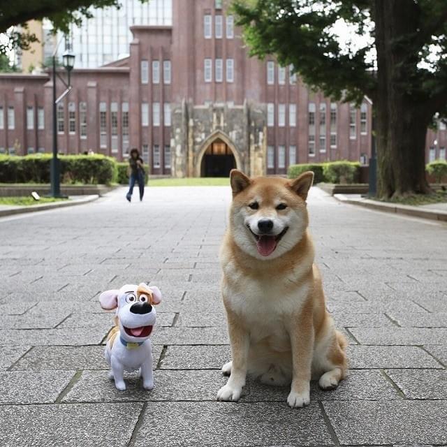 人気犬 柴犬まるがハリウッドデビュー ペット2 に 特別出演 映画ニュース 映画 Com