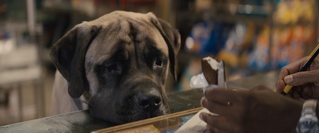 タレ目＆タレ頬の大型犬が愛らしい！「僕のワンダフル・ジャーニー」本編映像 - 画像3