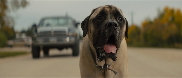 タレ目＆タレ頬の大型犬が愛らしい！「僕のワンダフル・ジャーニー」本編映像 - 画像1