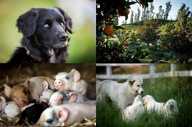 “究極の農場“に暮らす動物たちに癒される！「ビッグ・リトル・ファーム」場面写真 - 画像14