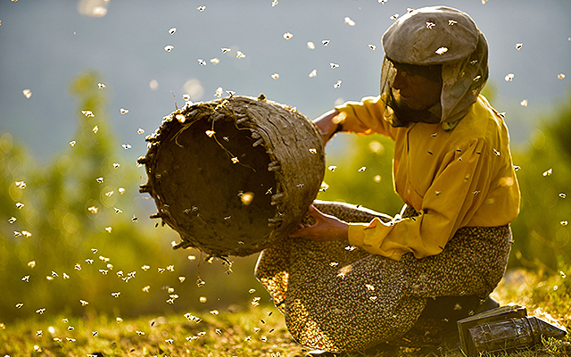 北マケドニアで自然養蜂をして暮らす女性を追ったドキュメンタリー