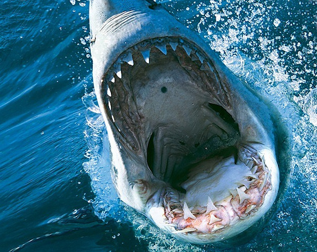 狂暴なサメの恐怖描く「ディープ・ブルー3」10月デジタル配信！　蒼れいな、ハリウッドデビュー