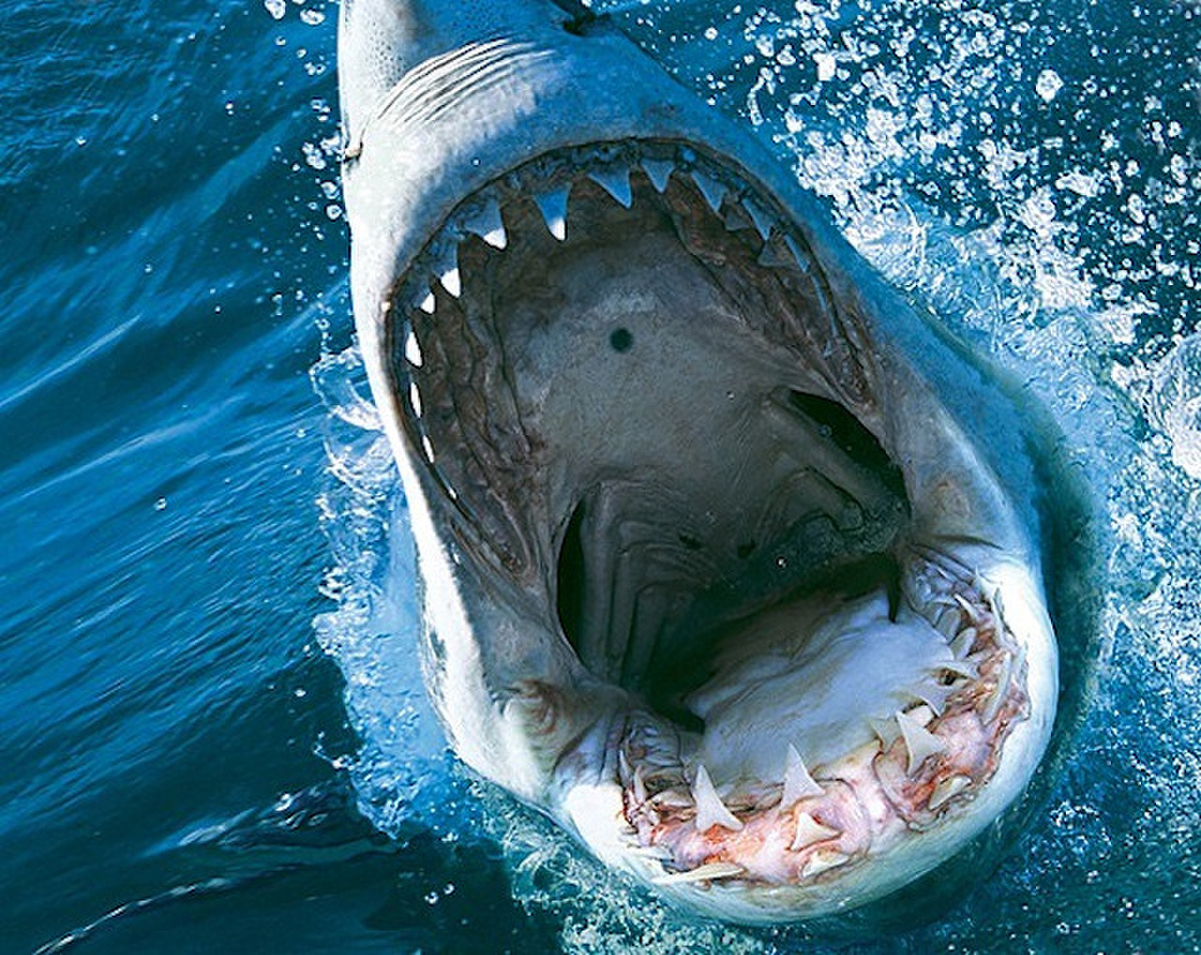 狂暴なサメの恐怖描く ディープ ブルー3 10月デジタル配信 蒼れいな ハリウッドデビュー 映画ニュース 映画 Com
