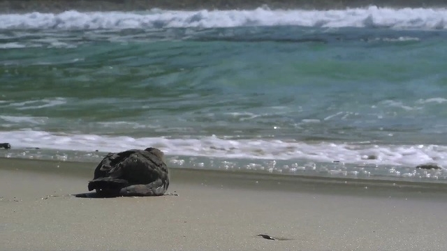 レオナルド・ディカプリオ製作総指揮の環境ドキュメンタリー 「プラスチックの海」11月13日公開 - 画像6
