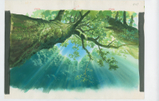 『もののけ姫』(1997)背景画 © 1997 Studio Ghibli・ND