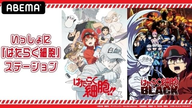 花澤香菜＆榎木淳弥が“一緒にはたらく” 「はたらく細胞!!」「はたらく細胞 BLACK」特番が今夜配信