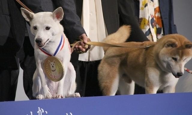 林遣都＆中川大志、犬の名演技に衝撃「僕でもできない」 - 画像11